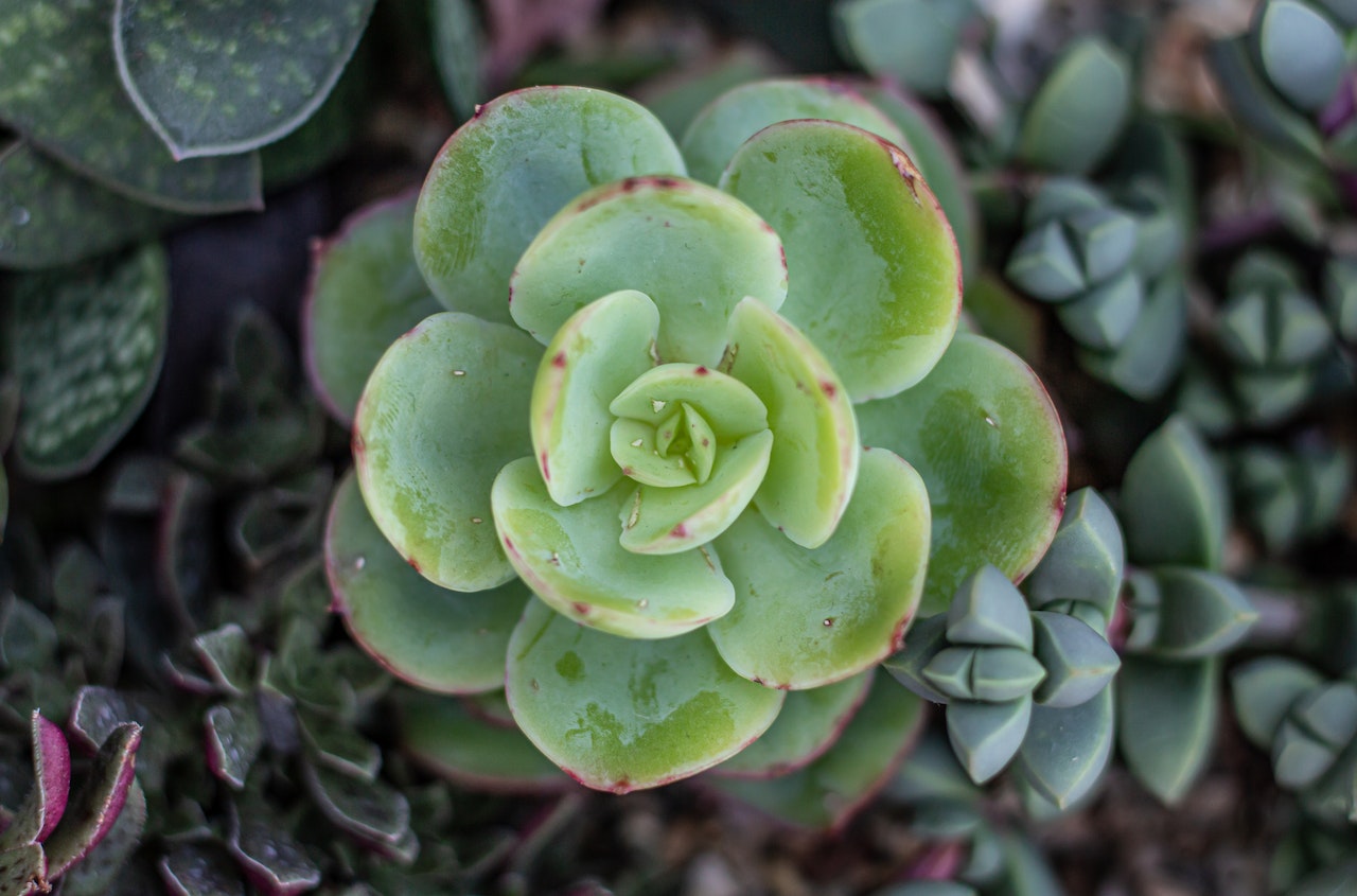 echeveria